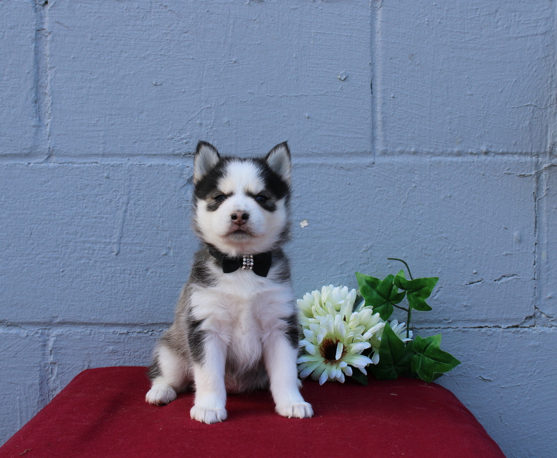 puppy, for, sale, Pomsky, Matthew B. Stoltzfus, dog, breeder, Gap, PA, dog-breeder, puppy-for-sale, forsale, nearby, find, puppyfind, locator, puppylocator, aca